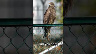 quotEagle’s Eye View Soaring Over the Wildernessquot NatGeo animalplanet discovery [upl. by Leipzig]