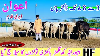 Awan Dairy Farm  Khangarh Cows  Cows And Heifers For Sale  Bismillah Best  16 April 2024 [upl. by Hinch]