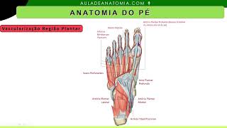 VASCULARIZACÃO DO PÉ anatomy anatomiapratica armmuscles cardio enfermagem angiologia medico [upl. by Samford]