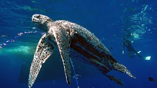 Pacific Leatherback Sea Turtles [upl. by Salina]