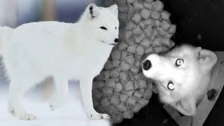 Researchers Set Up Feeding Stations to Help Arctic Fox Survival [upl. by Eetnwahs]