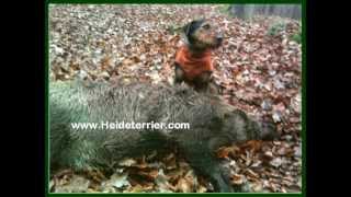 HEIDETERRIER Niedersächsischer Schwarzwildterrier der WildschweinJagdterrier Wild Boar Drückjagd [upl. by Aserret]