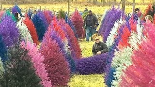 This farm sells colorful Christmas trees 🎄 [upl. by Savart785]