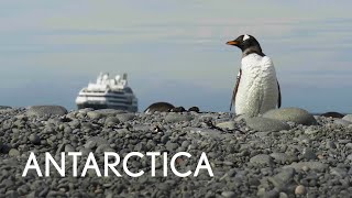 Tauck  Small Ship Cruising  Antarctica [upl. by Alyakcm]