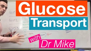 Glucose Transport  Metabolism [upl. by Airotahs]