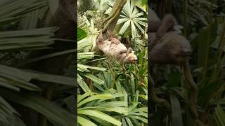 ZeroGravity Nap Time animals sloth nature wildlife [upl. by Jonas]