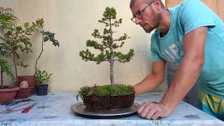 Świerk białyconica bonsai  przesadzanie [upl. by Natsirt921]