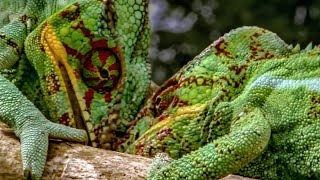 Chameleons Fight To Defend Their Territory  Madagascar  BBC Earth [upl. by Anikal639]