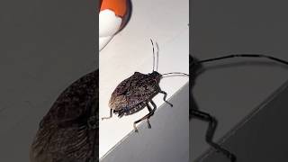 Brown Marmorated Stinkbug shorts [upl. by Quirita307]