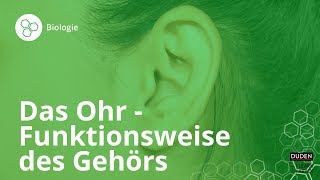 Das Ohr So funktioniert unser Gehör – Biologie  Duden Learnattack [upl. by Enyrehtac]