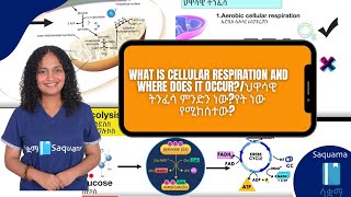 Grade 7 General Science Unit 4 What is Cellular respiration and where does it occur [upl. by Zantos]