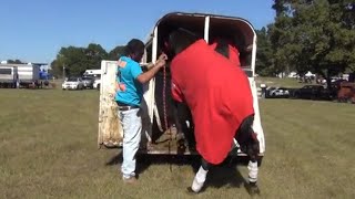 Unloading Huge Standardbred Race Horses of Big Money Stables [upl. by Atat]