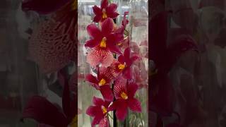 💙💛Beautiful Miltonia Cymbidium Oncidium Odontoglossum💚🤩exotic orchids Епіцентр на Григоренка 40 [upl. by Ardnuahsal]