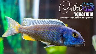 Buccochromis Spectabilis Breeding Group [upl. by Netnerb]