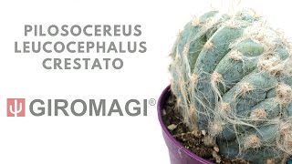 Pilosocereus leucocephalus crestato from GIROMAGI ITALY [upl. by Yrdua260]