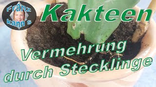 Kakteen durch Stecklinge vermehren [upl. by Aseuqram]