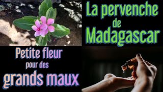 La pervenche de Madagascar et ses bienfaits  petite fleur pour de grands maux [upl. by Groot]