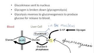 Role of Aldolase B [upl. by Lac]