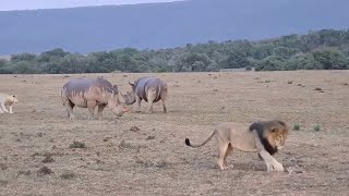 Lions catch a young calf and take on two rhinos [upl. by Stacee]