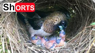 Parents Regurgitate Food for All 4 Chicks – Munia Birds Feeding Babies So Long Time [upl. by Panter]