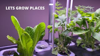 IDOO Hydroponic System update 22 days [upl. by Budge]