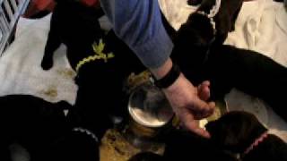 35 Weeks Old Introduction to Puppy Food [upl. by Namus]