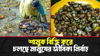 শামুক চাষ করে লাভবান Bangladeshi farmers zoombangla [upl. by Adnylem401]