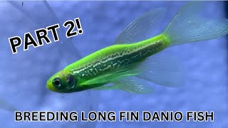 How to Breed Danio Fish Part 2 Step by Step From Breeding to Having Danio Fry [upl. by Vail971]