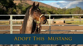 You Could Adopt This Horse Family competes in mustang adoption challenge [upl. by Meisel]