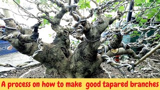 HOW TO MAKE A BONSAI  VITEX PARVIFLORA  TUGAS BATO  MOLAVE [upl. by Kyle]