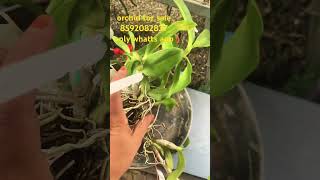 Dendrobium near Bluming മിനിമം 5 COMPO orchidnursery onlinesale  najis world shortsvideo [upl. by Enyehc]