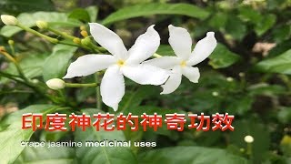 印度神花狗牙花马茶花 Crape Jasmine uses。manfaat mondokaki。 [upl. by Granese]