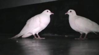 Beautiful White Doves Coo Call Sound  World Best Doves Cooing Sound [upl. by Enileuqkcaj]