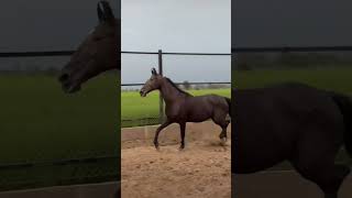 horse horselover horseriding automobile animals ghoda short shortsvideo shorts rip sad [upl. by Couture417]