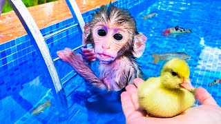 MACACO BEBÊ NADANDO com PATO e PEIXES na PISCINA [upl. by Adnohsek]