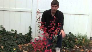 How To Prune amp Best Time To Prune blueberries and other berry bushes [upl. by Godard]