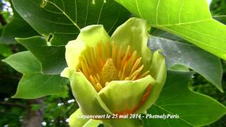 Tulipier de Virginie Liriodendron tulipifera [upl. by Daniela]