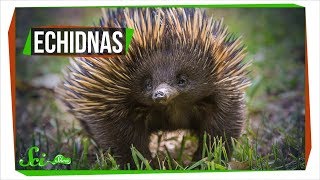 Why Echidnas Are Evolutionary Misfits [upl. by Airahcaz]