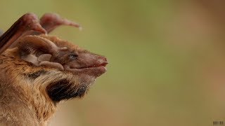 8 Species of Bats Family Found in India [upl. by Breena]