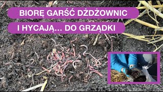 Dżdżownice Dodaj Do Grządki By Gleba Była Żyzna Uważaj By Nie Uciekły [upl. by Arahs]