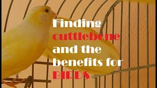 Finding and preparing Cuttlebone for my canaryThe great benefits for birds [upl. by Delanty517]