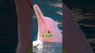 Por qué Los DELFINES🐬 ROSADOS Están En PELIGRO De EXTINCÍON 😨☠️ sabiasque datoscuriosos animalses [upl. by Aurlie]