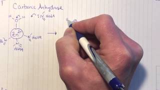 Carbonic anhydrase mechanism [upl. by Eileek196]