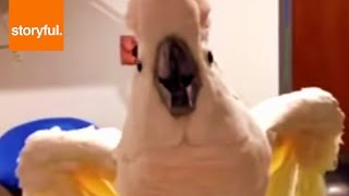 Foul Mouthed Cockatoo Hates Nails Trimmed [upl. by Hettie]