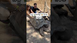 ఇంత పెద్ద 🐢 నేనెప్పుడూ చూడలేదు  Big Tortoise Prison Island🏝️ Zanzibar Africa Ram The Traveller [upl. by Aysab809]