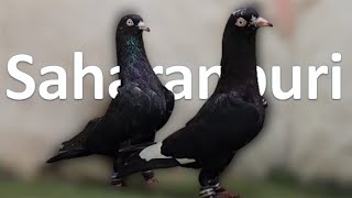 Saharanpuri Pigeon For Sale  Abrar Bhai Mumbai  Arshad idrisi pigeon [upl. by Carmelle]