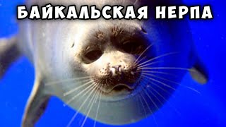 Байкальская нерпа  потрясающее животное Baikal seal  nerpa [upl. by Sonitnatsnok]