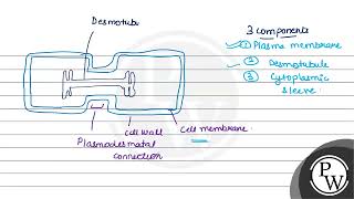 Explain the structure and function of plasmodesmata with the help of a diagram [upl. by Notnroht680]