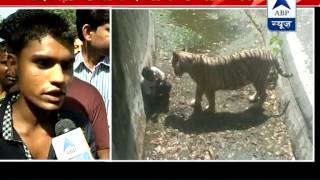 Witness narrates the whole incident of Delhi zoo says youth slipped and fell into its enclosure [upl. by Eisoj]