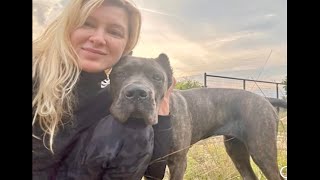 I got a GENETIC TEST on my CANE CORSO Here are the RESULTS [upl. by Aleicarg]